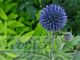 Echinops ritro 'Veitch's Blue'