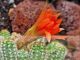 Chamaecereus silvestrii