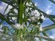 Echium pininana 'Alba' - Snow Tower