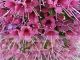 Echium wildepretti x Echium pininana 'Pink Fountain' 