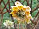 Edgeworthia chrysantha