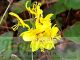 -Epimedium pinnatum subsp. colchicum
