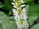 Eucomis autumnalis ssp. autumnalis