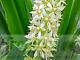 Eucomis pallidiflora ssp. pole-evansii - flower raceme