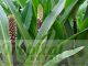 Eucomis comosa 'Sparkling Burgundy'