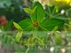 Euphorbia schillingii