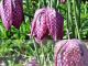 Fritillaria meleagris