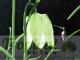 Fritillaria meleagris 'Alba'