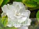 Gardenia jasminoides