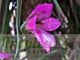 Gladiolus communis ssp. byzantinus