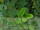 Griselinia littoralis