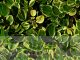 Griselinia littoralis 'Variegata'