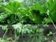 Gunnera manicata