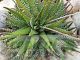 Haworthia fasciata