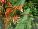 Hedychium coccineum