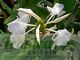 Hedychium coronarium