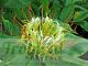 Hedychium ellipticum