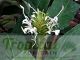 Hedychium thyrsiforme