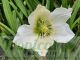 Helleborus niger