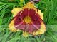 Hemerocallis 'Calico Jack'