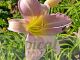 Hemerocallis 'Catherine Woodbery'