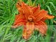 Hemerocallis fulva 'Flore Pleno'