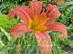 Hemerocallis 'Pink Damask'