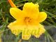 Hemerocallis 'Stella De Oro'