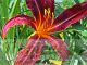 Hemerocallis 'Tejas'