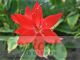 Hesperantha coccinea 'Major'