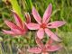 Hesperantha coccinea 'Fenland Daybreak'