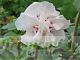 Hibiscus syriacus 'Admiral Dewey'