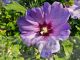 Hibiscus syriacus 'Blue Bird'