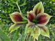 Hippeastrum papilio﻿