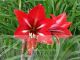 Hippeastrum vittatum