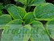 Hosta 'Frances Williams'