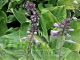 Hosta 'Sum and Substance'