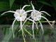 Hymenocallis littoralis