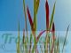 Imperata cylindrica 'Rubra'