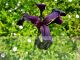 Iris chrysographes 'Black Form'