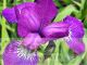 Iris chrysographes 'Ultraviolet' 