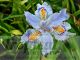 Iris japonica