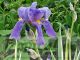 Iris pallida 'Aureo-Variegata