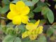 Jasminum nudiflorum