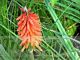 Kniphofia uvaria 'Red Rocket'