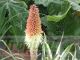 Kniphofia caulescens