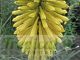 Kniphofia 'Dingaan'