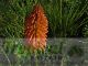 Kniphofia uvaria 'Nobilis'