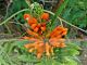 Leonotis leonurus