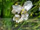 Libertia grandiflora